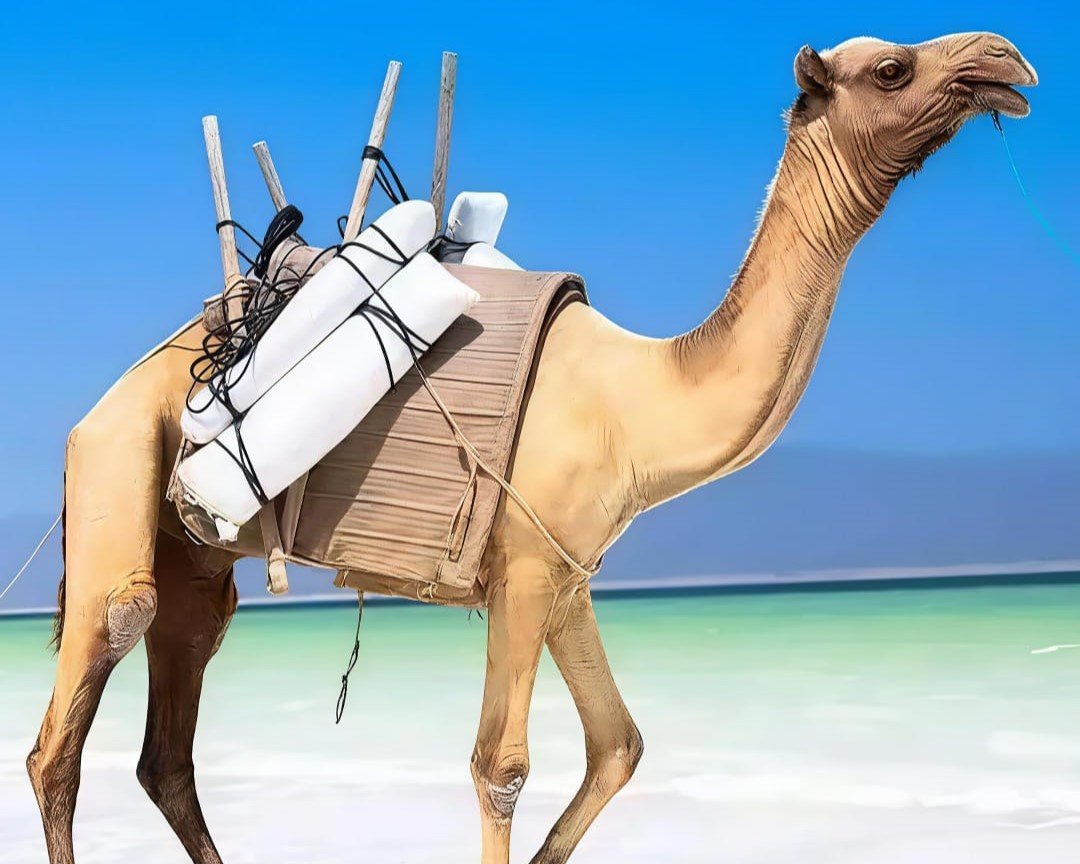 SOMALILAND AND DJIBOUTI TAILOR MADE TOUR